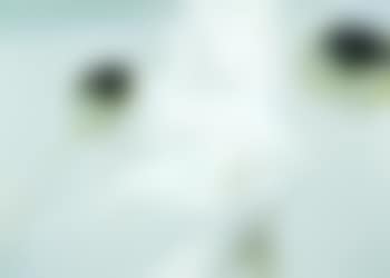 Ohne Titel (preview)