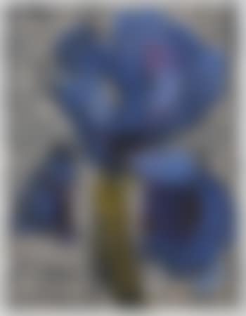 Iris (preview)
