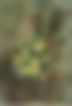 Primroses (preview)