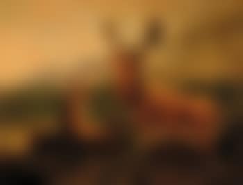 Wildlife of the Highlands (preview)
