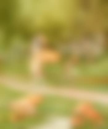 Dignity and impudence (preview)