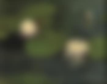 Waterlilies (preview)