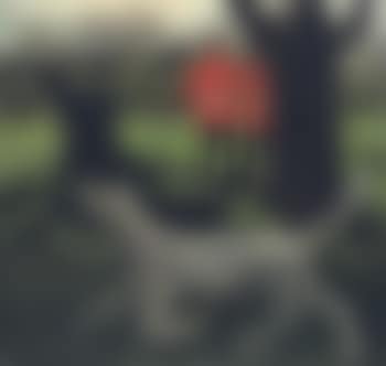 Dogs at Play (preview)