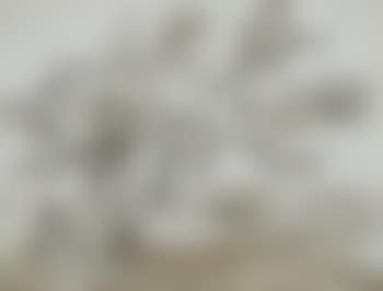 Trees in a landscape (preview)