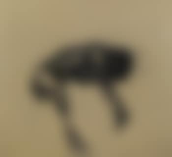 Study of a skinned hare (preview)