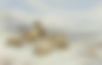 A flock of sheep in snow-covered fields (preview)