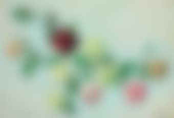 Branche des roses (preview)