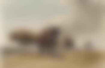 Oxen ploughing (preview)