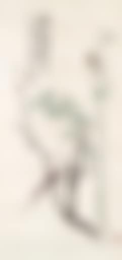 Bird of Longevity (preview)