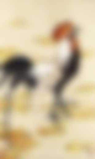 Rooster (preview)