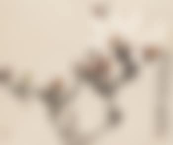 Bird and Magnolia (preview)