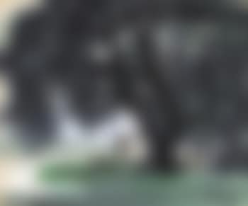 Under the Tree (preview)