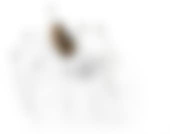 Spider (preview)