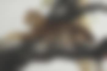 Leopard in Light and Shade (preview)