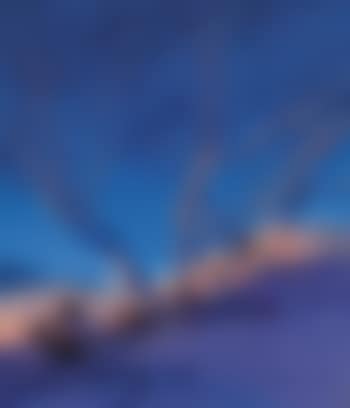 White Birches: Winter (preview)