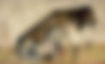 La chienne (preview)