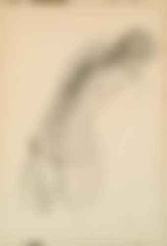 Nu (preview)