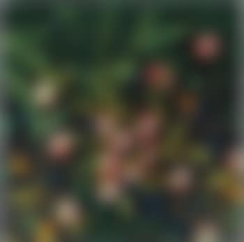 Pesche e susine (preview)