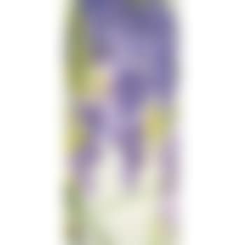 Wisteria (preview)