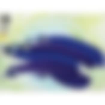 Eggplants (preview)