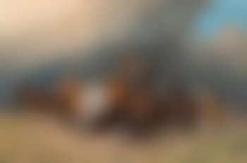 Wild stallions (preview)