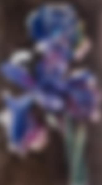 Dutch Iris 2 (preview)