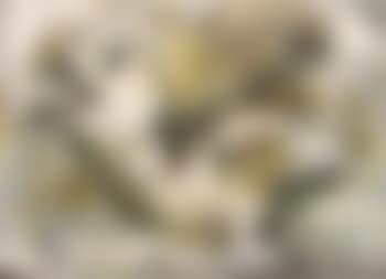 Oisillon (preview)