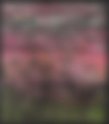 SP28 (preview)