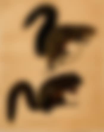 Long haired squirrel (preview)