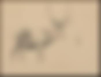 Elk (preview)