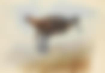 In flight (preview)