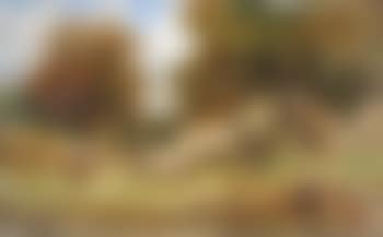 Forest (preview)