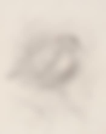 Studies of finches (preview)