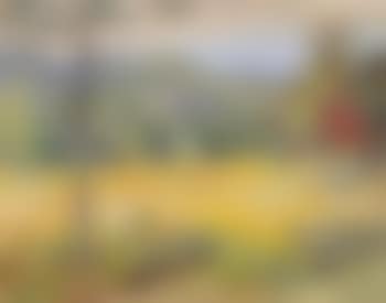Summer landscape (preview)