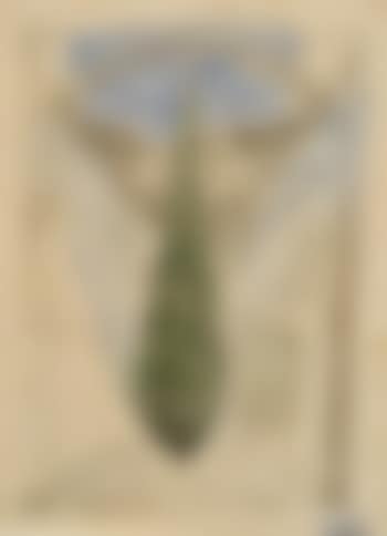 Cypress tree (preview)