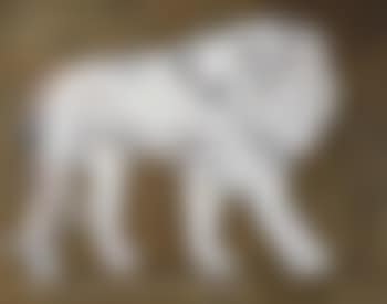 Le Lion (preview)