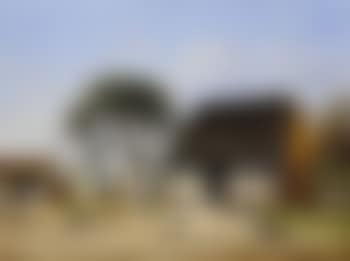 Cabin scene with Moss-Laden live oak tree (preview)