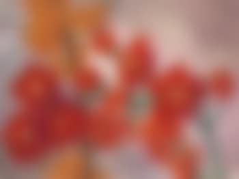 Rote Blueten (preview)