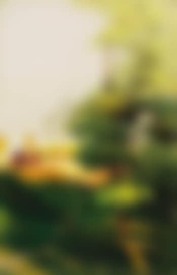 Park with a tram (preview)