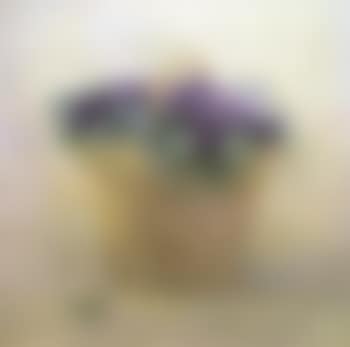 Violetas de Francisco (preview)