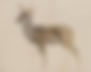 Cerf Sika (preview)