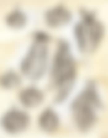 Untitled (Fruit) (preview)