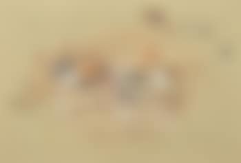 Sea shells (preview)