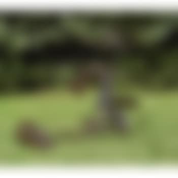 Nux (preview)