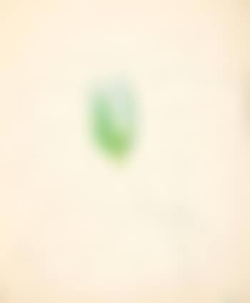 Waterlilies (preview)