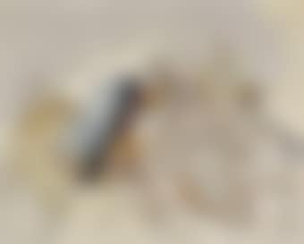 Dans les plis du matin (preview)