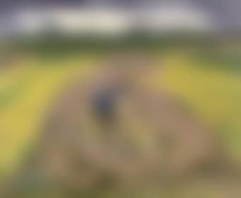Boer in Hooiland: hay making farmers (preview)