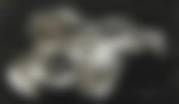 Sheep's skull (preview)