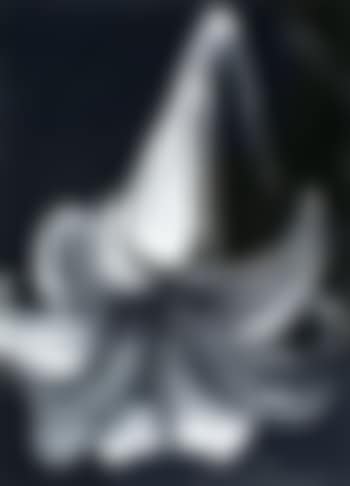 Christmas lily (preview)