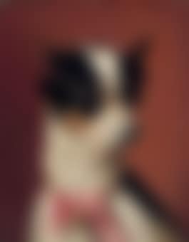 A Toy Pincher (preview)